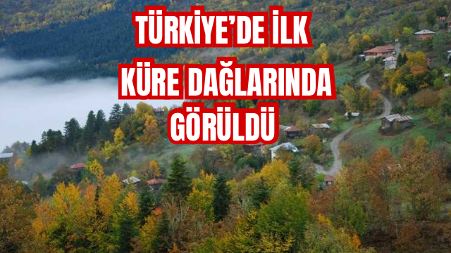 KÜRE DAĞLARINDA GÖRÜLDÜ 
