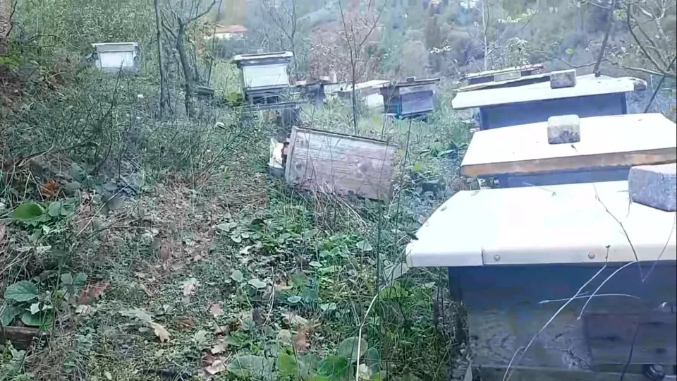 AYILARIN SALDIRISINA UĞRADI
