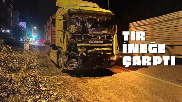 TIR İNEĞE ÇARPTI: İNEK TELEF OLDU