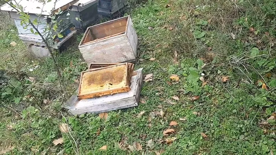 AYILARIN SALDIRISINA UĞRADI