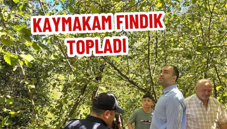  KAYMAKAM FINDIK TOPLADI