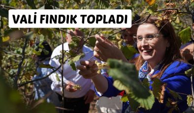 VALİ FINDIK TOPLADI