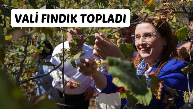 VALİ FINDIK TOPLADI