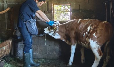 Bartın’da Hayvan Sağlığı İçin Seferberlik