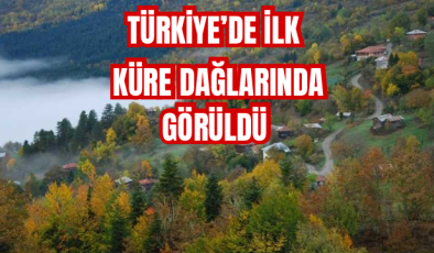 KÜRE DAĞLARINDA GÖRÜLDÜ 