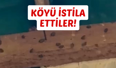 KÖYÜ İSTİLA ETTİLER!