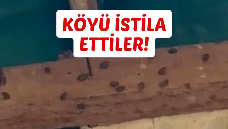 KÖYÜ İSTİLA ETTİLER!