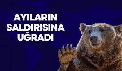 AYILARIN SALDIRISINA UĞRADI
