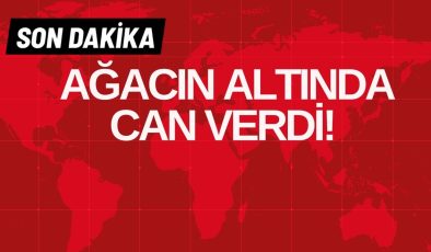 AĞACIN ALTINDA CAN VERDİ!