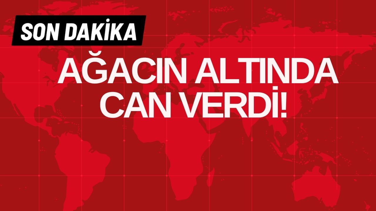 AĞACIN ALTINDA CAN VERDİ!