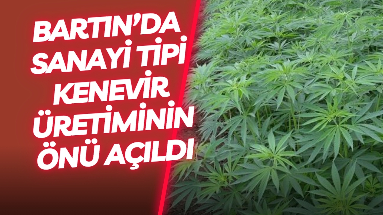 Bartın’da Sanayi Tipi Kenevir Üretiminin Önü Açıldı