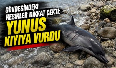 Gövdesindeki Kesikler Dikkat Çekti 